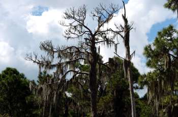 Habitat at State Park by Dan