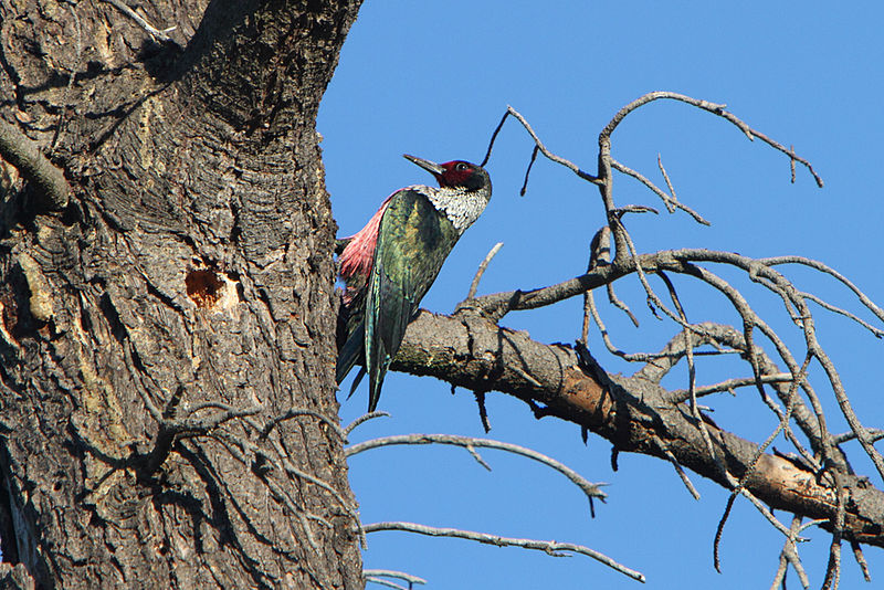 Lewis's Woodpecker (Melanerpes lewis) ©WikiC