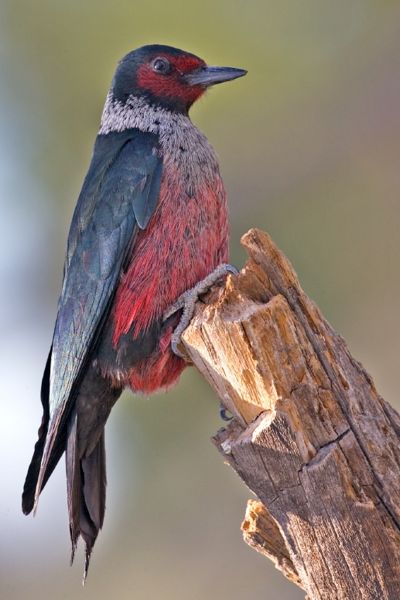 Lewis's Woodpecker (Melanerpes lewis) ©WikiC