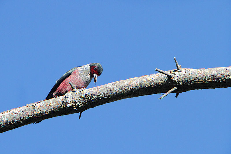 Lewis's Woodpecker (Melanerpes lewis) With Bug In Its Beak ©WikiC