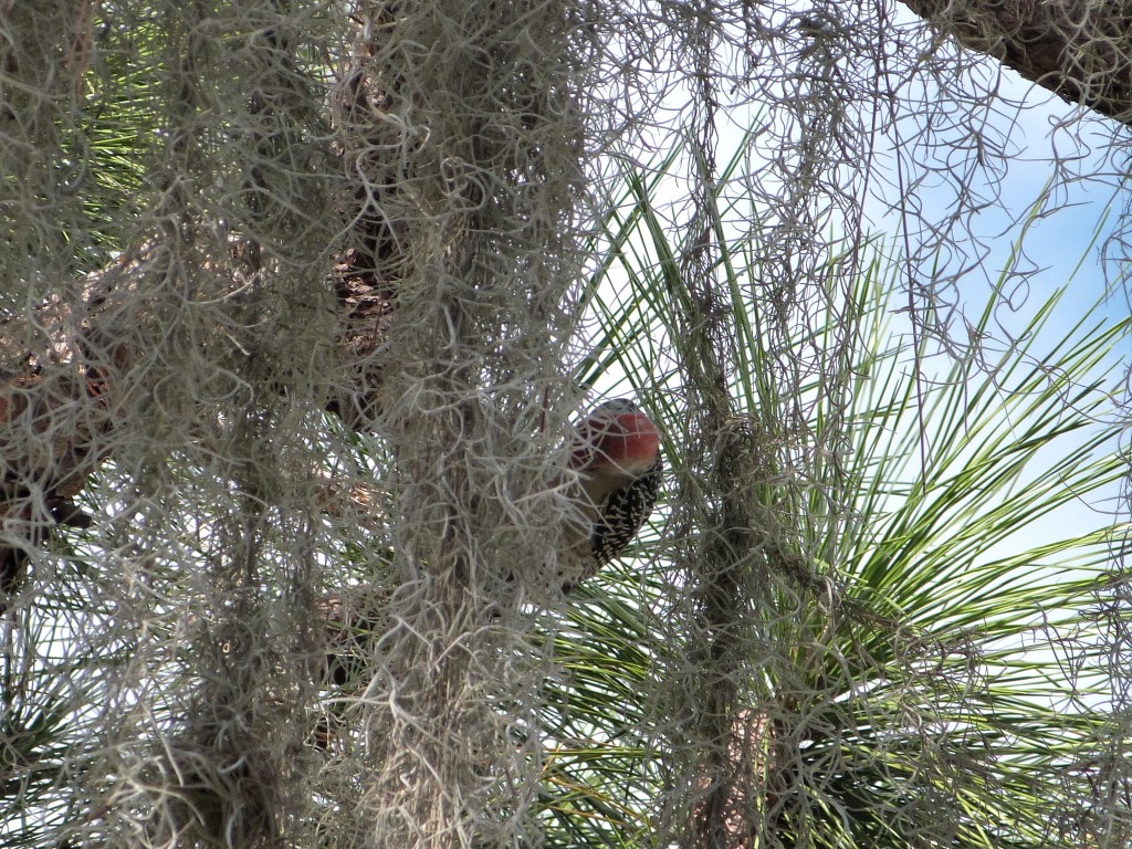 Red-bellied Woodpecker (Melanerpes carolinus) Lake June-in-Winter SPk