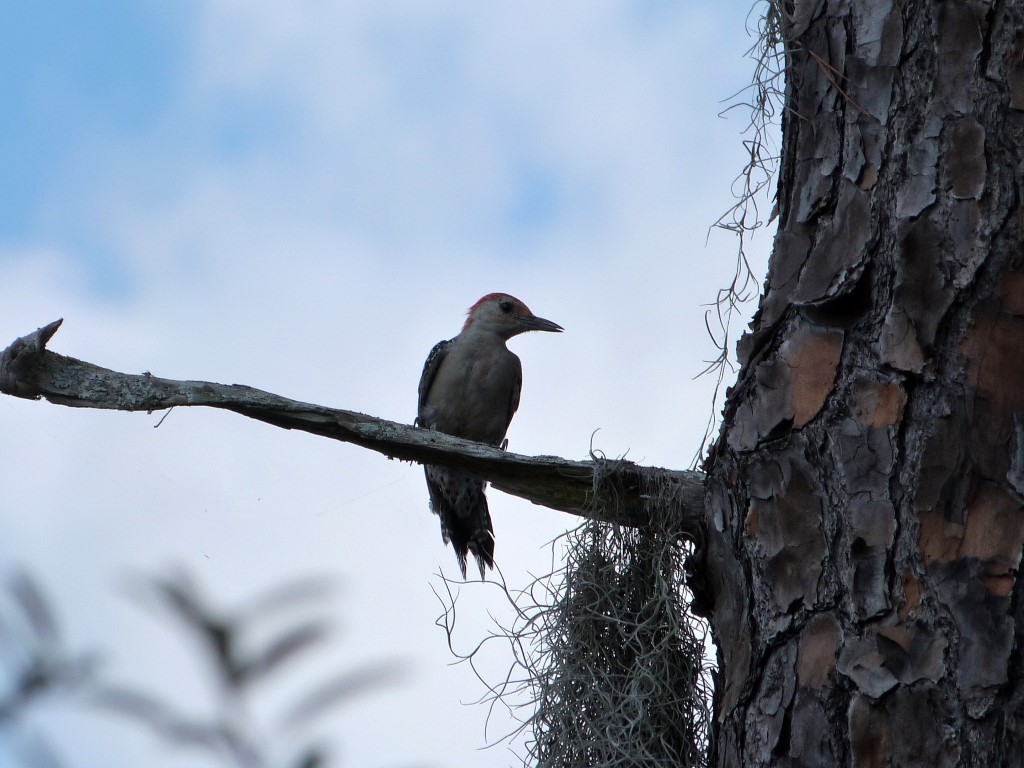 Red-bellied Woodpecker (Melanerpes carolinus) Lake June-in-Winter SPk