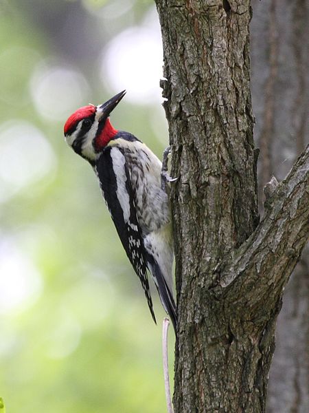Yellow-bellied Sapsucker (Sphyrapicus varius) ©WikiC