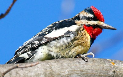 Yellow-bellied Sapsucker (Sphyrapicus varius) ©WikiC