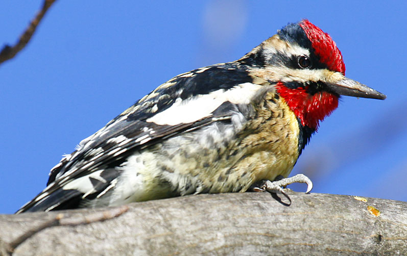 Yellow-bellied Sapsucker (Sphyrapicus varius) ©WikiC