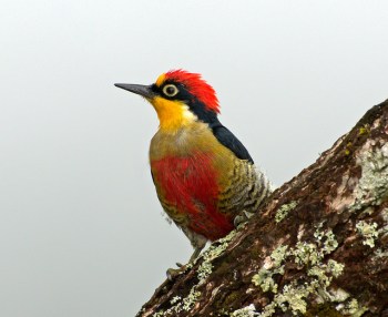 Yellow-fronted Woodpecker (Melanerpes flavifrons) by Dario Sanches Yellow-fronted Woodpecker (Melanerpes flavifrons) by Dario Sanches