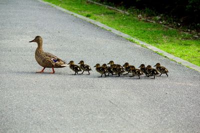 Mallard Duck Family ©WikiC ©WikiC