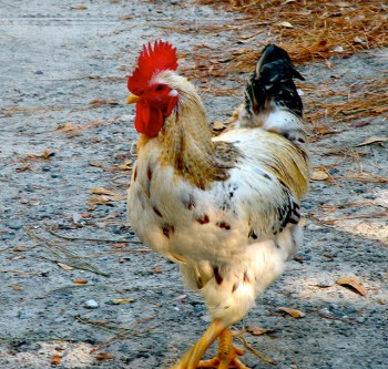 Rooster by ©Flickr GypsyStepf