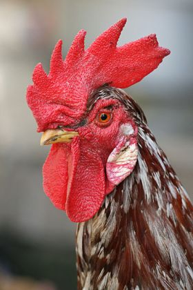 Rooster Portrait ©WikiC