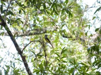 Western Kingbird (Tyrannus verticalis) Highlands Hammock SPk by Lee