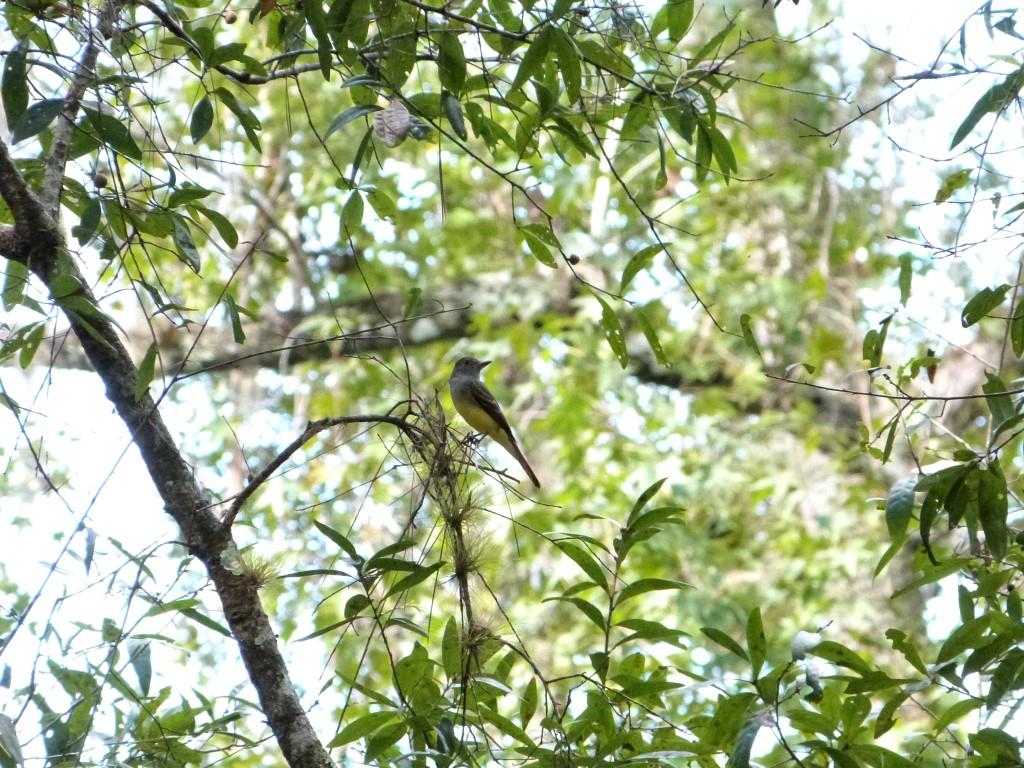 Western Kingbird (Tyrannus verticalis) Highlands Hammock SPk by Lee