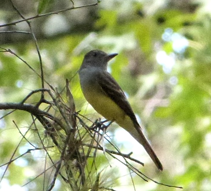 Western Kingbird (Tyrannus verticalis) Highlands Hammock SP by Lee (Cropped)