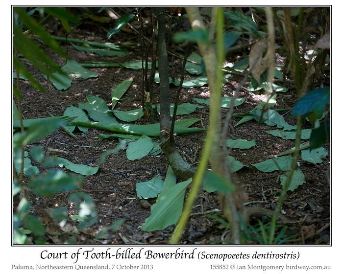 Tooth-billed Bowerbird (Scenopoeetes dentirostris) Court by Ian