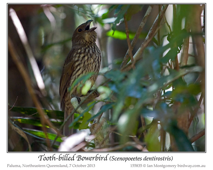 Tooth-billed Bowerbird (Scenopoeetes dentirostris) by Ian