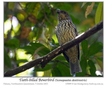  Tooth-billed Bowerbird (Scenopoeetes dentirostris) by Ian