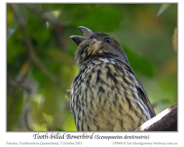 Tooth-billed Bowerbird (Scenopoeetes dentirostris) by Ian