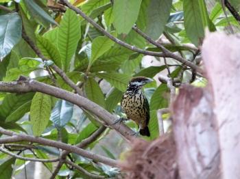 White-eared Catbird (Ailuroedus buccoides) – Photo by Lee at Zoo Miami