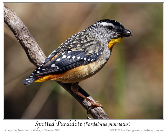 Spotted Pardalote (Pardalotus punctatus) by Ian