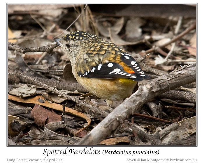 Spotted Pardalote (Pardalotus punctatus) by Ian
