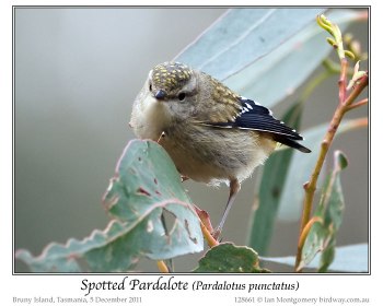 Spotted Pardalote (Pardalotus punctatus) by Ian Juvenile