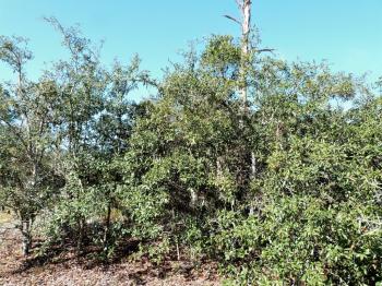 Highlands Hammock State Park