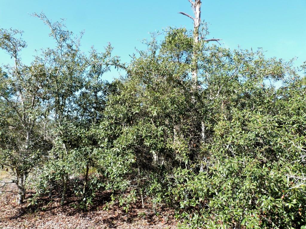 Highlands Hammock S Pk