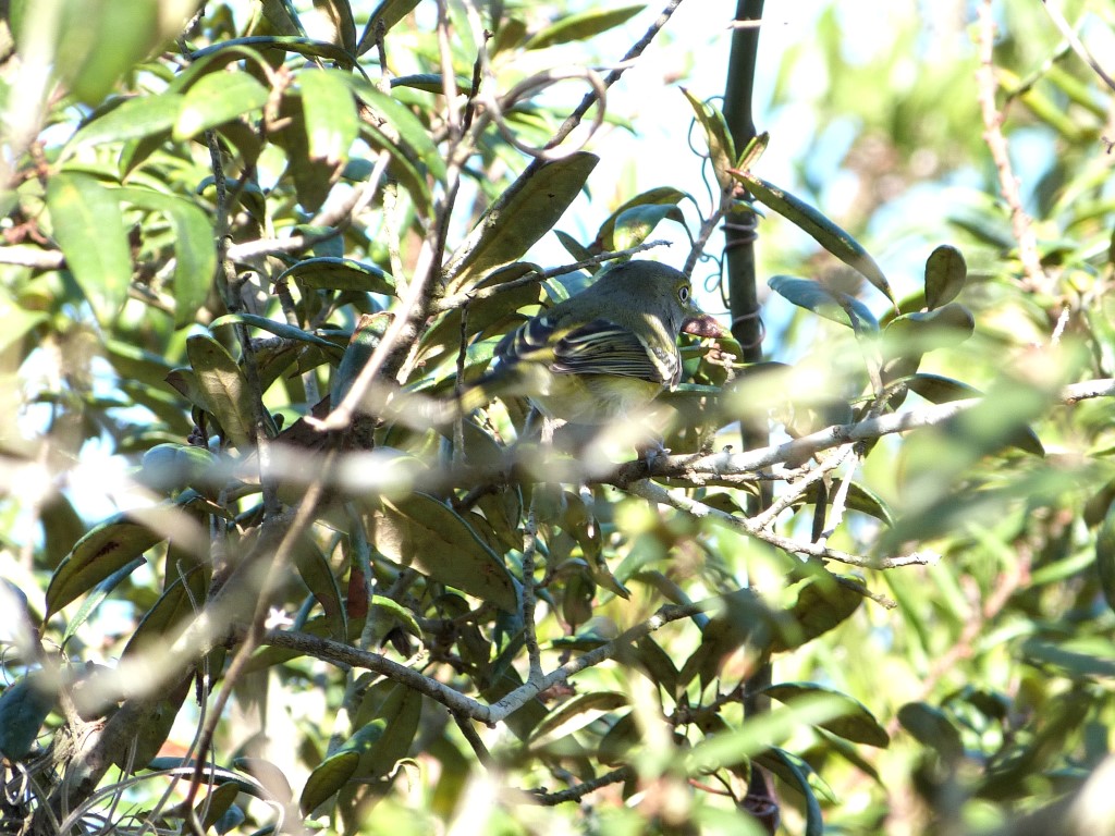 White-eyed Vireo (Vireo griseus) Highlands Hammock SPk 10-14-13