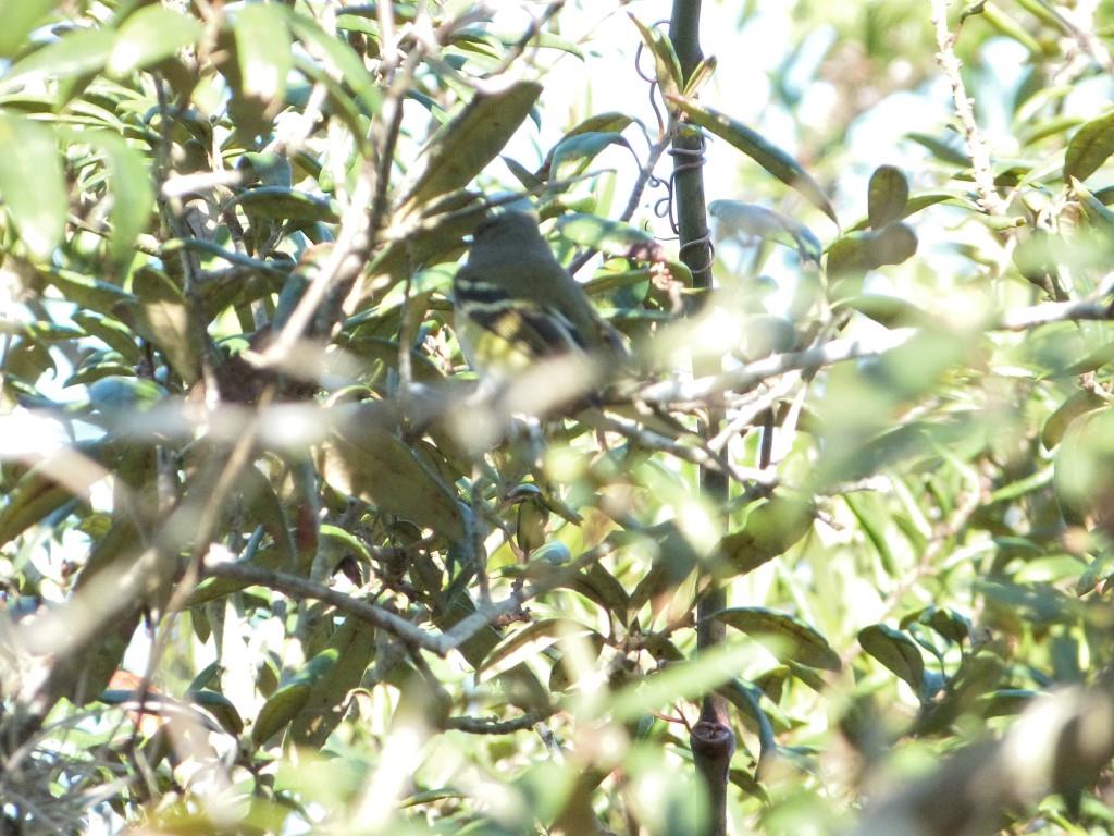 White-eyed Vireo (Vireo griseus) Highlands Hammock SPk 10-14-13