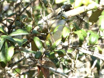 White-eyed Vireo (Vireo griseus) Highlands Hammock SPk by Lee