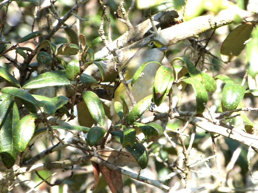 White-eyed Vireo (Vireo griseus) Highlands Hammock SPk by Lee