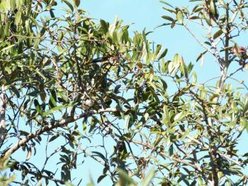 White-eyed Vireo (Vireo griseus) Highlands Hammock 