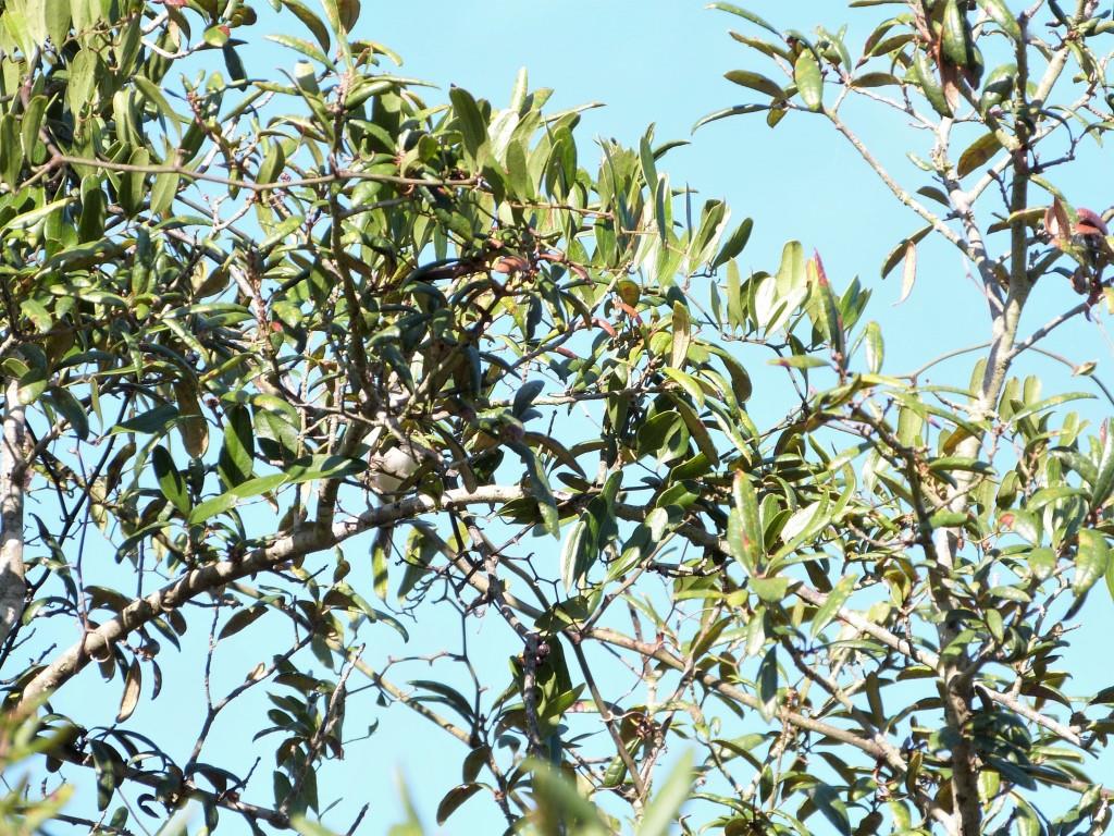 White-eyed Vireo (Vireo griseus) Highlands Hammock