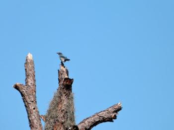 Florida Scrub Jay (Aphelocoma coerulescens) Highlands Hammock S Pk by Lee