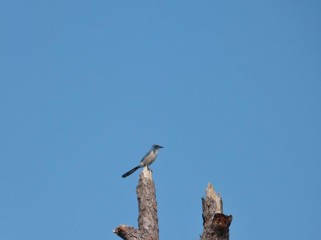 Florida Scrub Jay (Aphelocoma coerulescens) Highlands Hammock S Pk by Lee