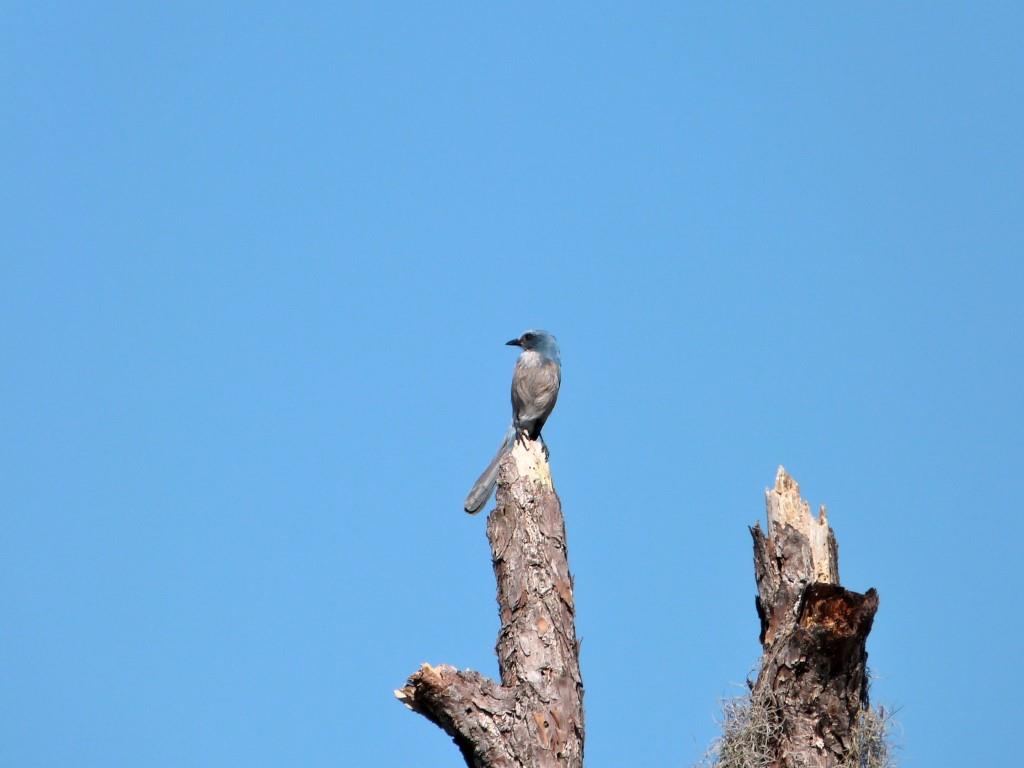 Florida Scrub Jay (Aphelocoma coerulescens) Highlands Hammock S Pk by Lee