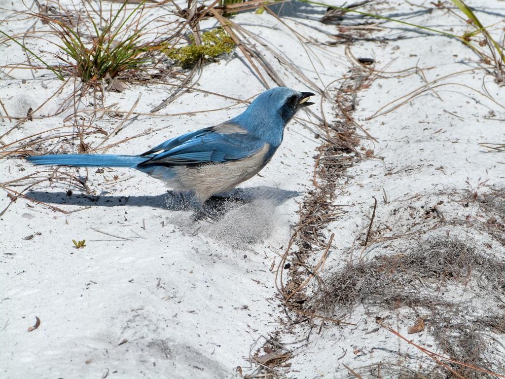 Florida Scrub Jay (Aphelocoma coerulescens)