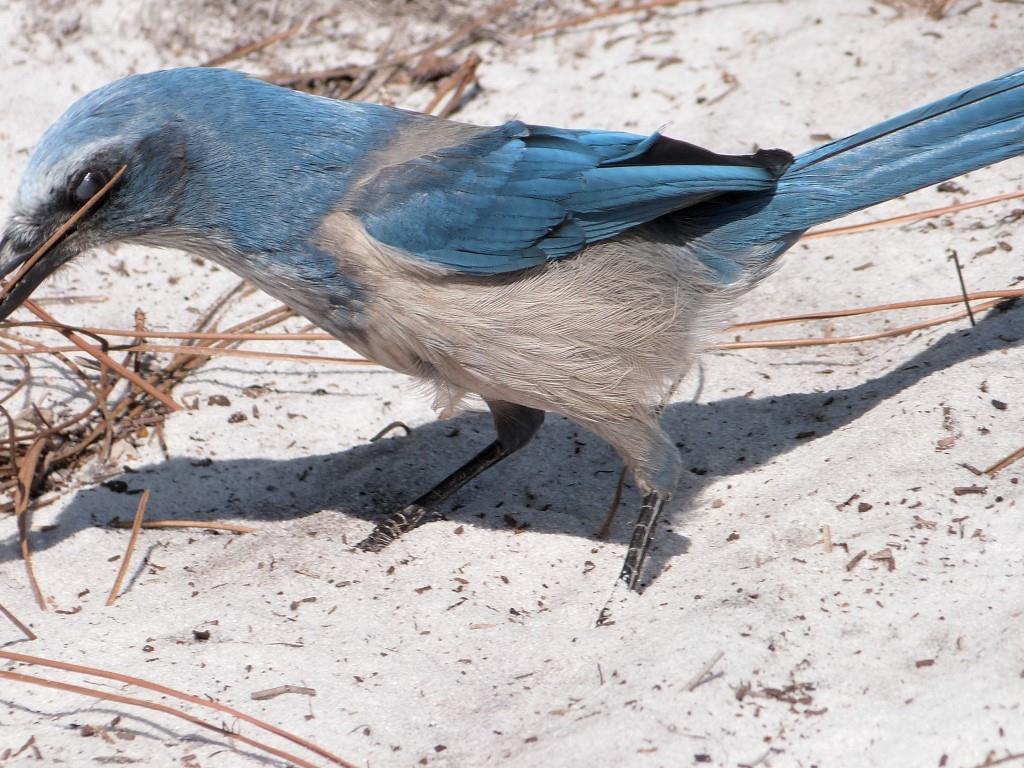 Florida Scrub Jay (Aphelocoma coerulescens) Lake June-in-Winter SPk