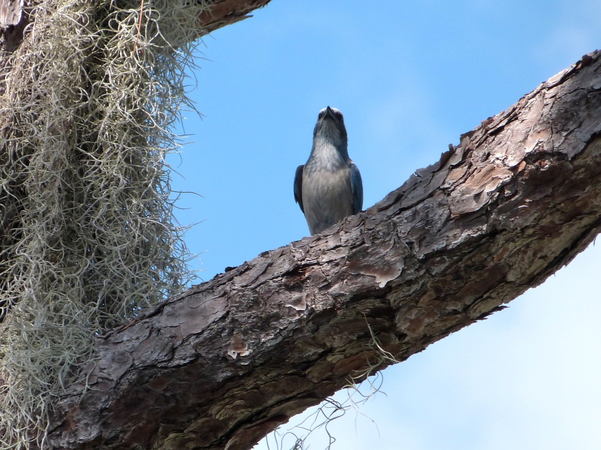 Florida Scrub Jay (Aphelocoma coerulescens)