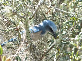 Florida Scrub Jay (Aphelocoma coerulescens) Lake June-in-Winter SPk