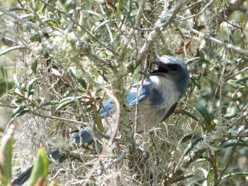 Florida Scrub Jay (Aphelocoma coerulescens) Lake June-in-Winter SPk