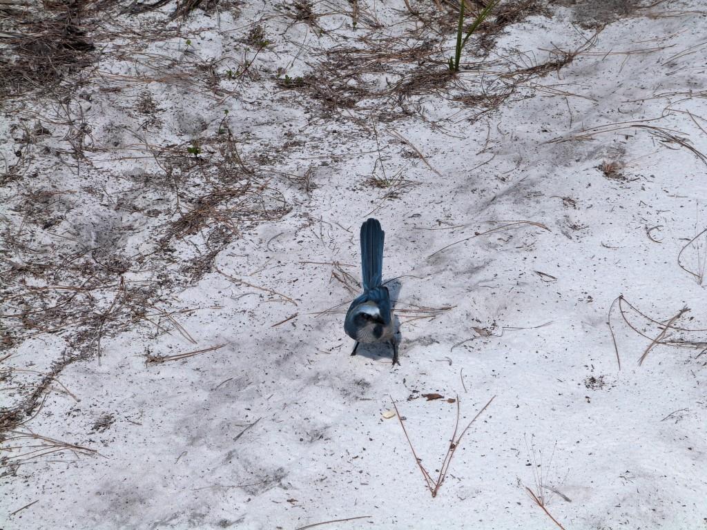 Florida Scrub Jay (Aphelocoma coerulescens)