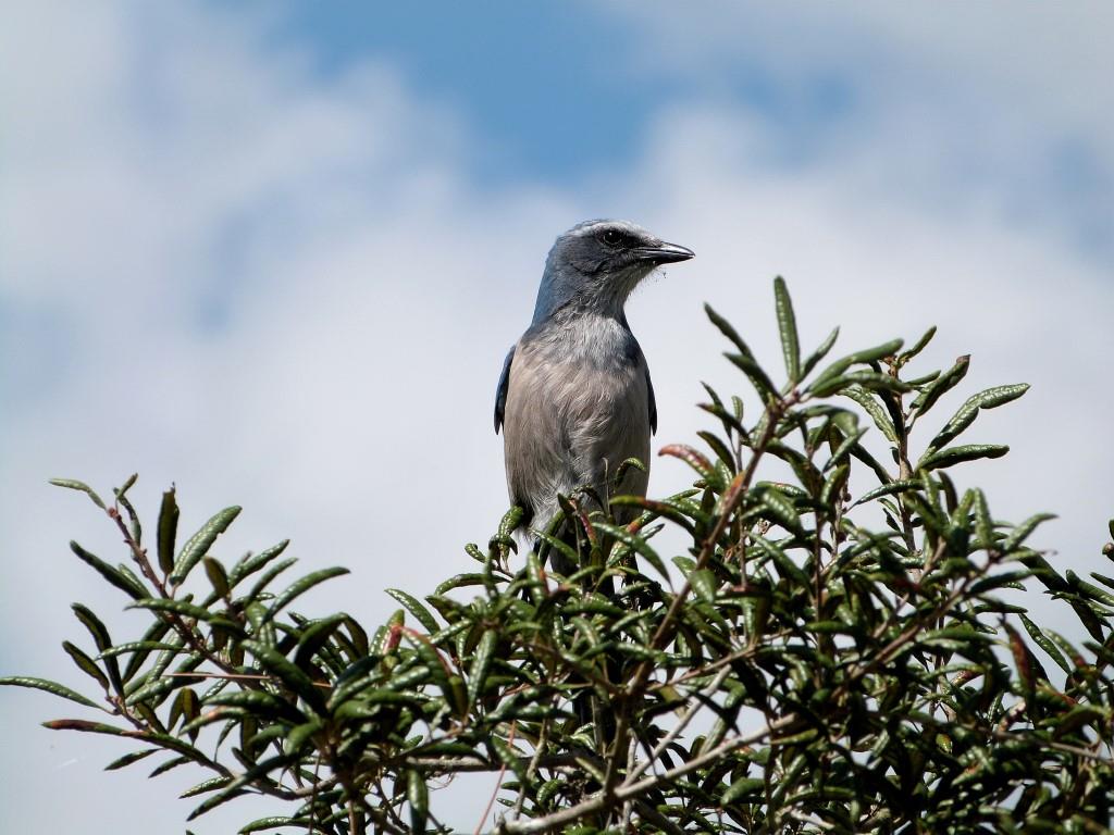 Florida Scrub Jay (Aphelocoma coerulescens) Lake June-in-Winter SPk