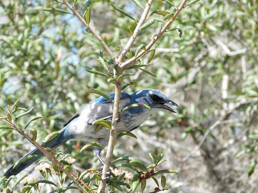 Florida Scrub Jay (Aphelocoma coerulescens) Lake June-in-Winter SPk