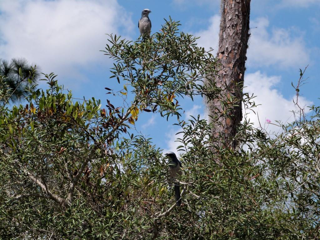 Florida Scrub Jay (Aphelocoma coerulescens) Lake June-in-Winter SPk