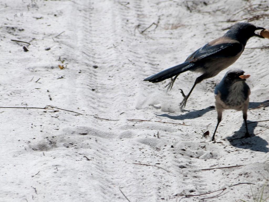 Florida Scrub Jay (Aphelocoma coerulescens) Lake June-in-Winter SPk