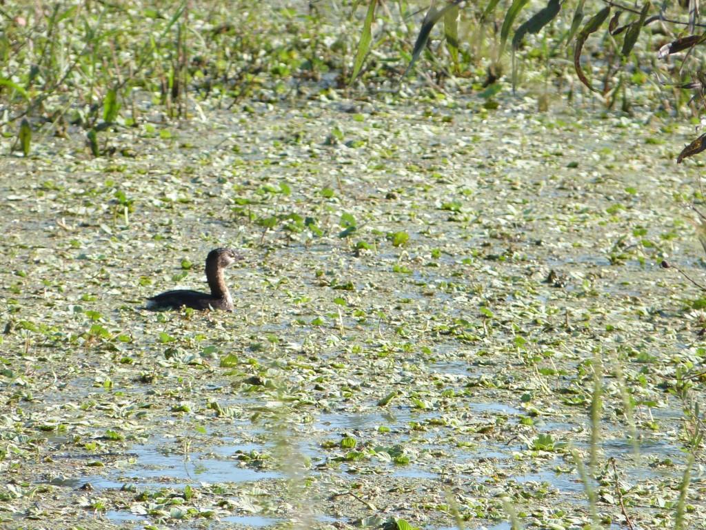 Pied-billed Grebe (Podilymbus podiceps) by Lee at Circle B