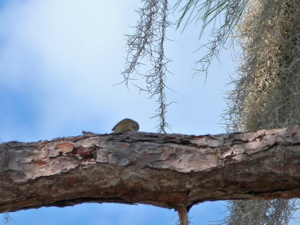 Pine Warbler (Setophaga pinus) or Palm Lake June-in-Winter SP