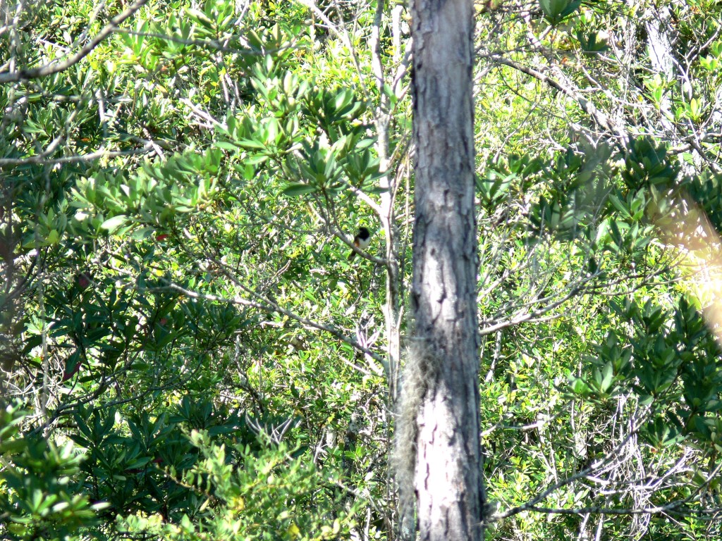 Eastern Towhee (Pipilo erythrophthalmu)