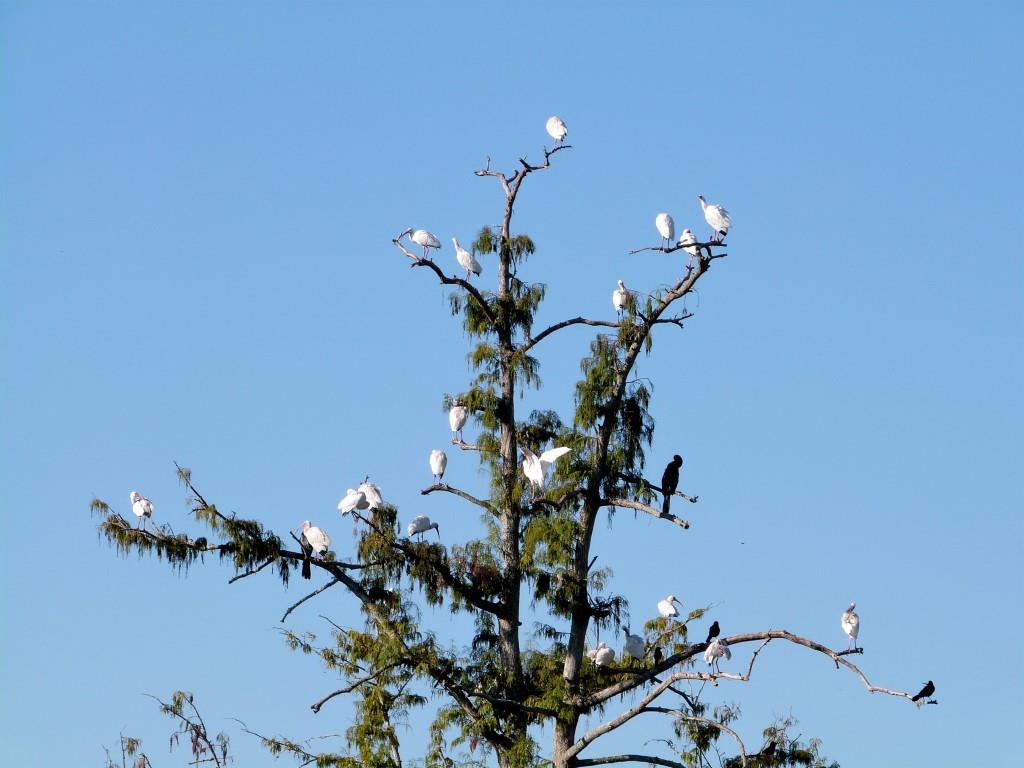 American White Ibis - Anhinga - Boat-tailed Grackles by Lee at Circle B