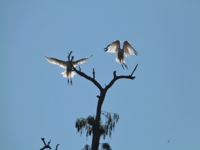 American White Ibis (Eudocimus albus) by Lee at Circle B